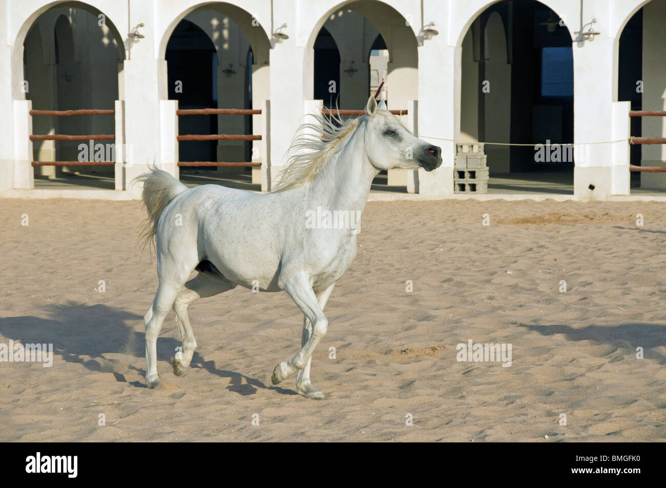 Elk2051359 Qatar, Doha, Arabian horse center, horse Stock Photo Alamy
