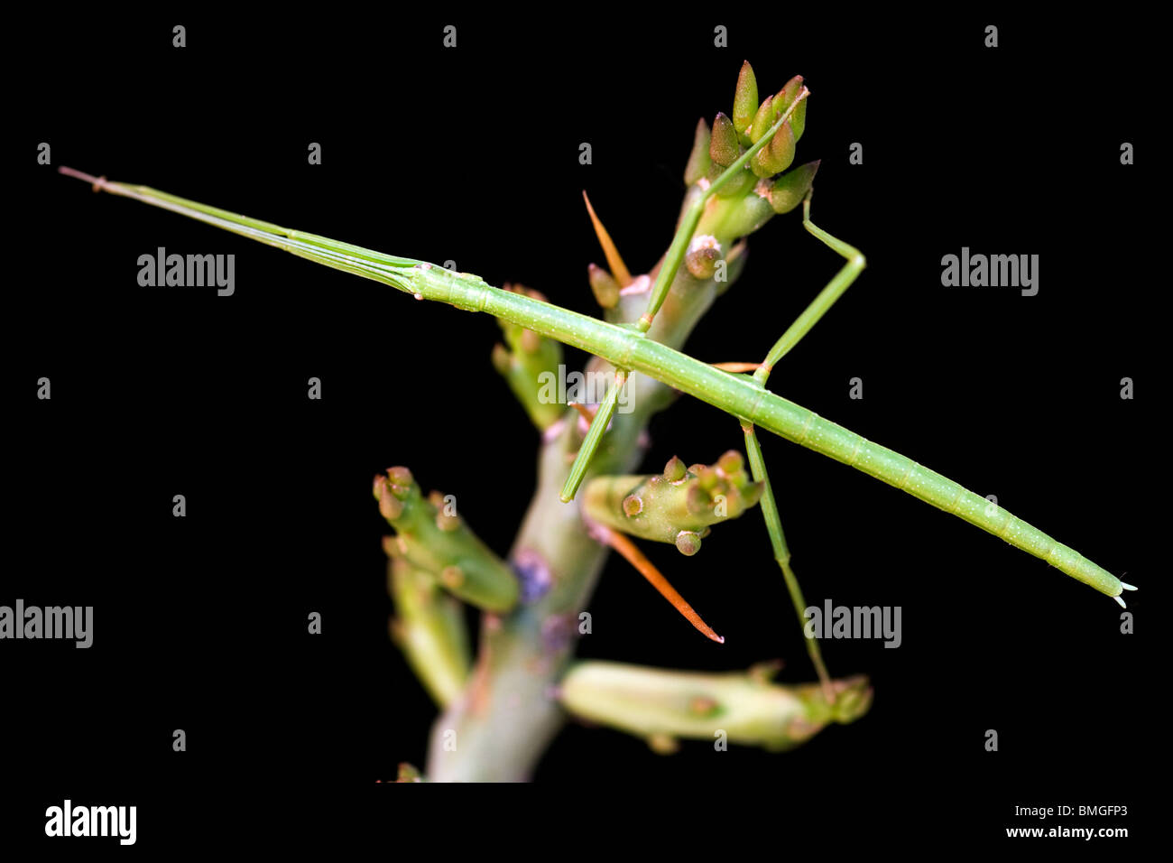 Walking stick insect - Los Novios Ranch - near Cotulla, Texas USA Stock Photo