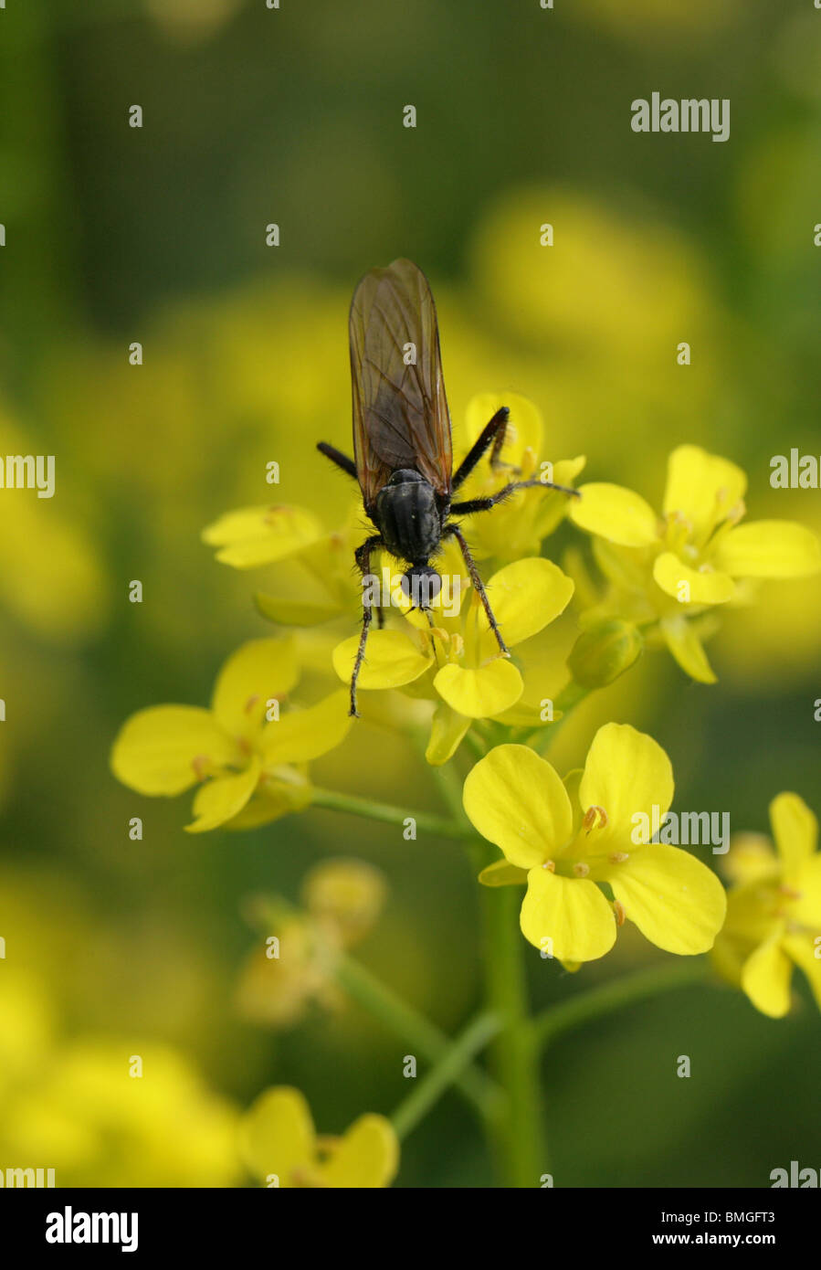 Dance Fly, Empis tessellata, Empididae, Diptera, on Ball Mustard Stock Photo