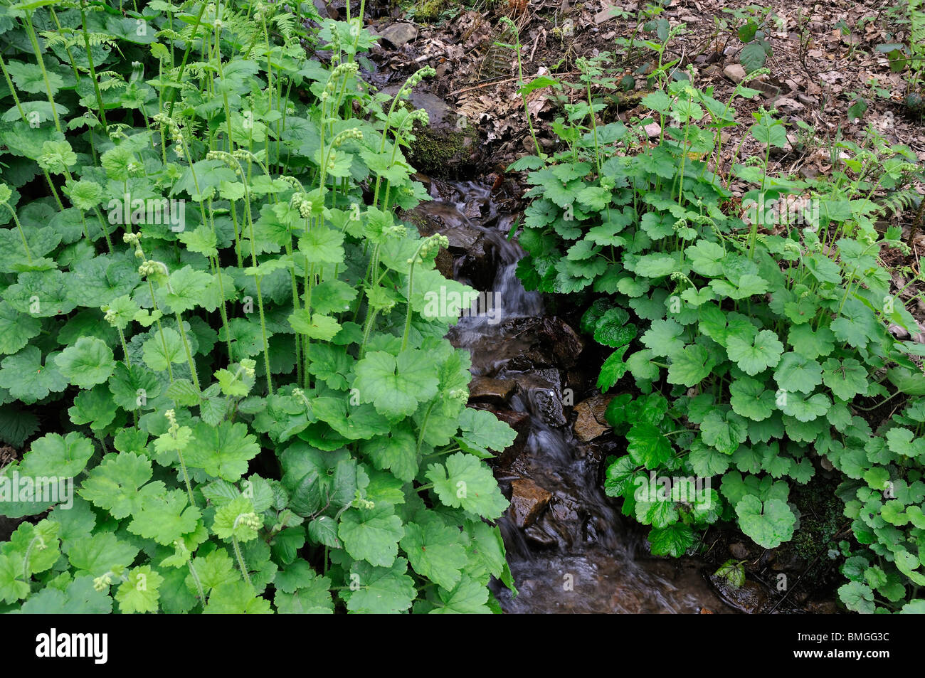 Fringecups - Tellima grandiflora Growing by woodland stream Stock Photo