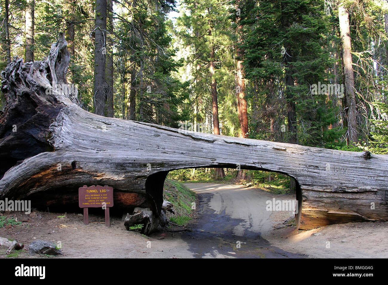 tunnel log, Sequoia national park, california, United States of America Stock Photo