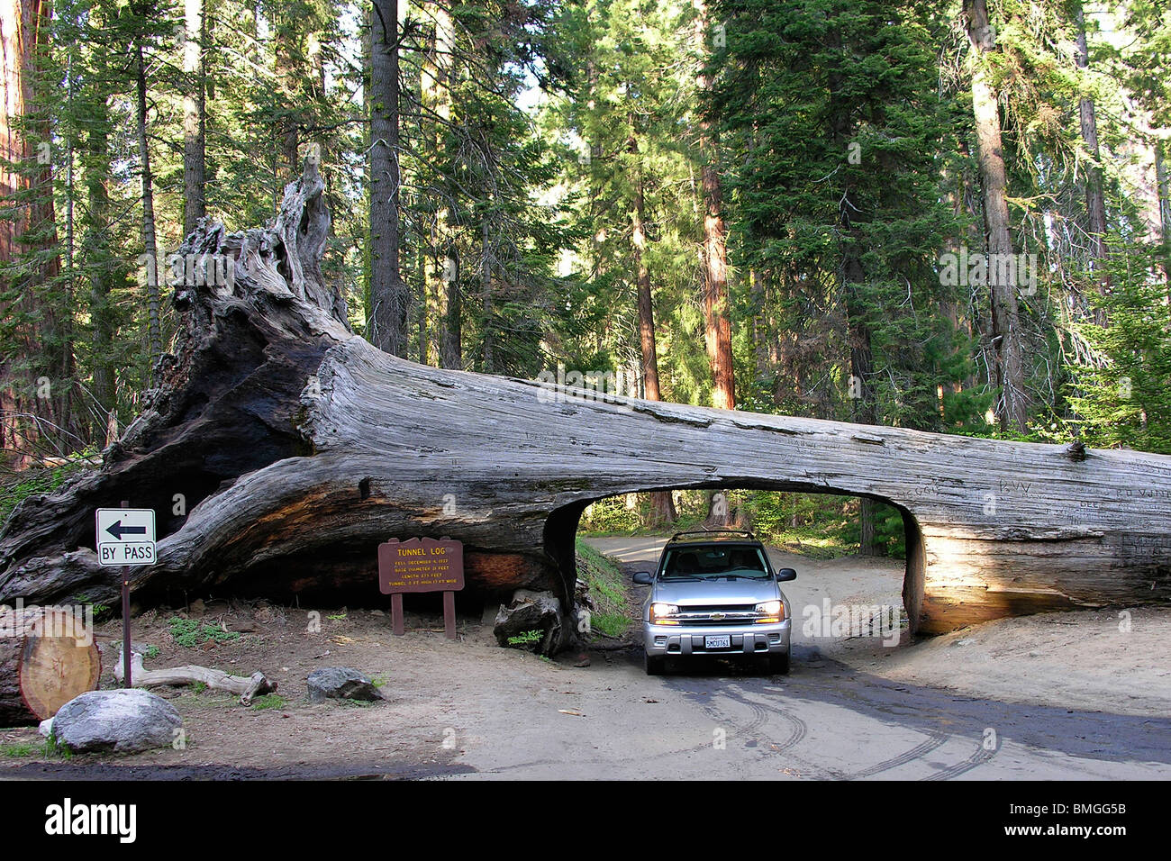 tunnel log, Sequoia national park, california, United States of America Stock Photo