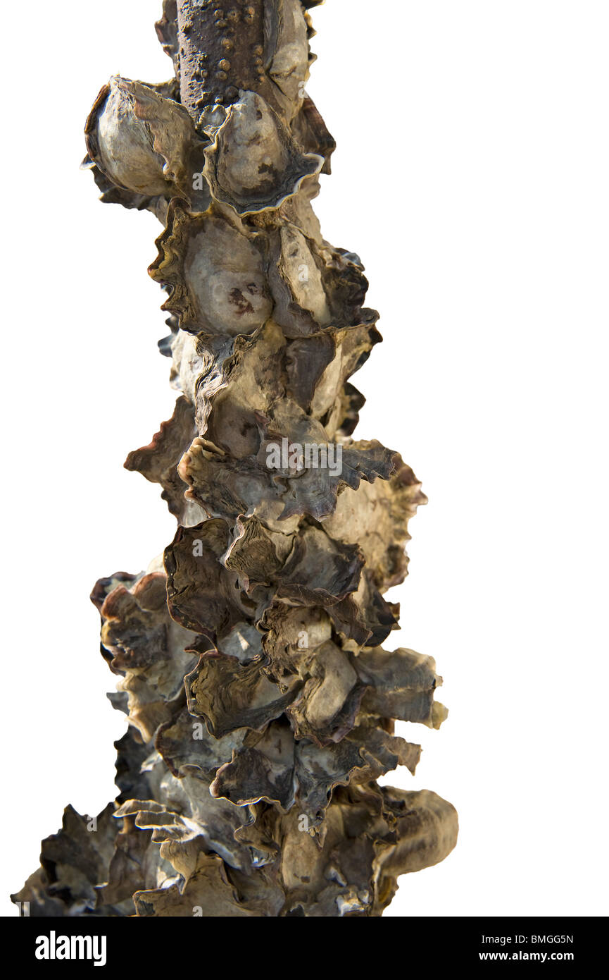 Rock oysters, Saccostrea cucullata, on mangrove, Aegiceras corniculatum, roots Hong Kong Stock Photo