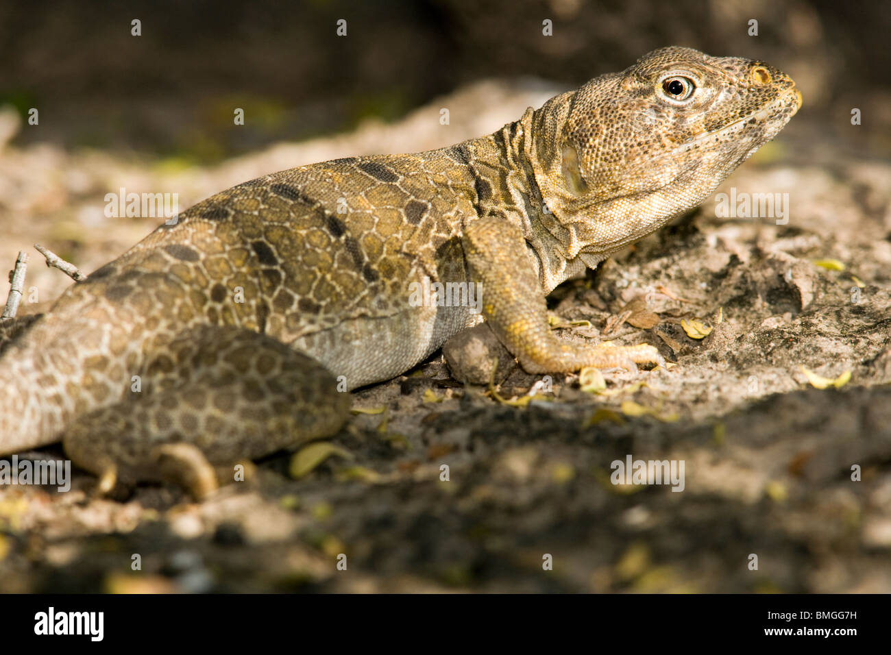 Reticulate collared lizard hires stock photography and images Alamy
