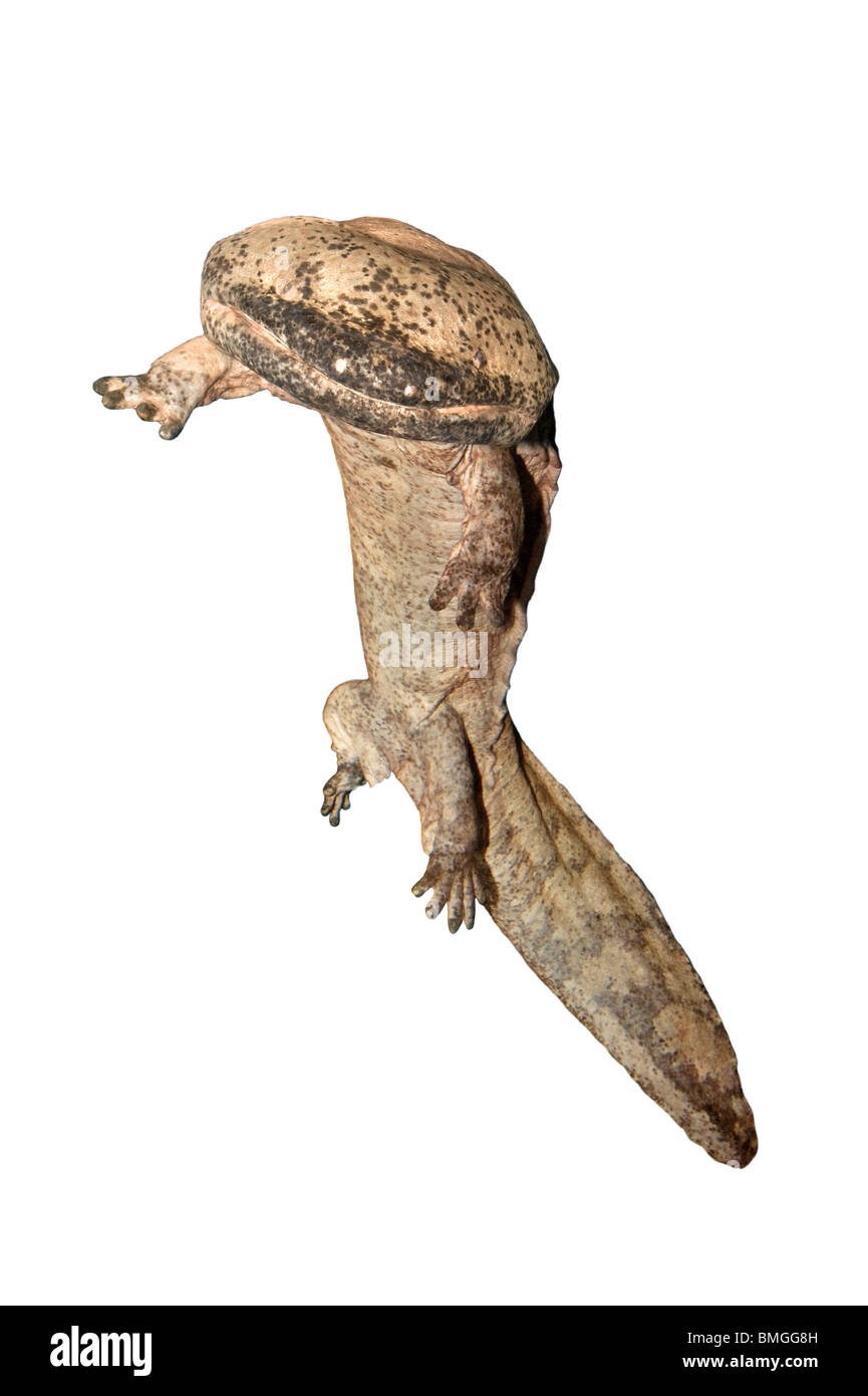Chinese giant salamander, Andrias davidianus, is largest salamander in the world Stock Photo