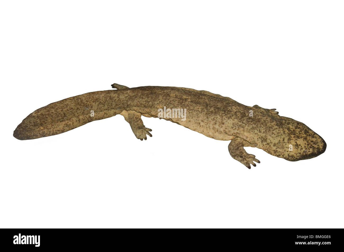 Immature Chinese giant salamander, Andrias davidianus is totally aquatic Stock Photo