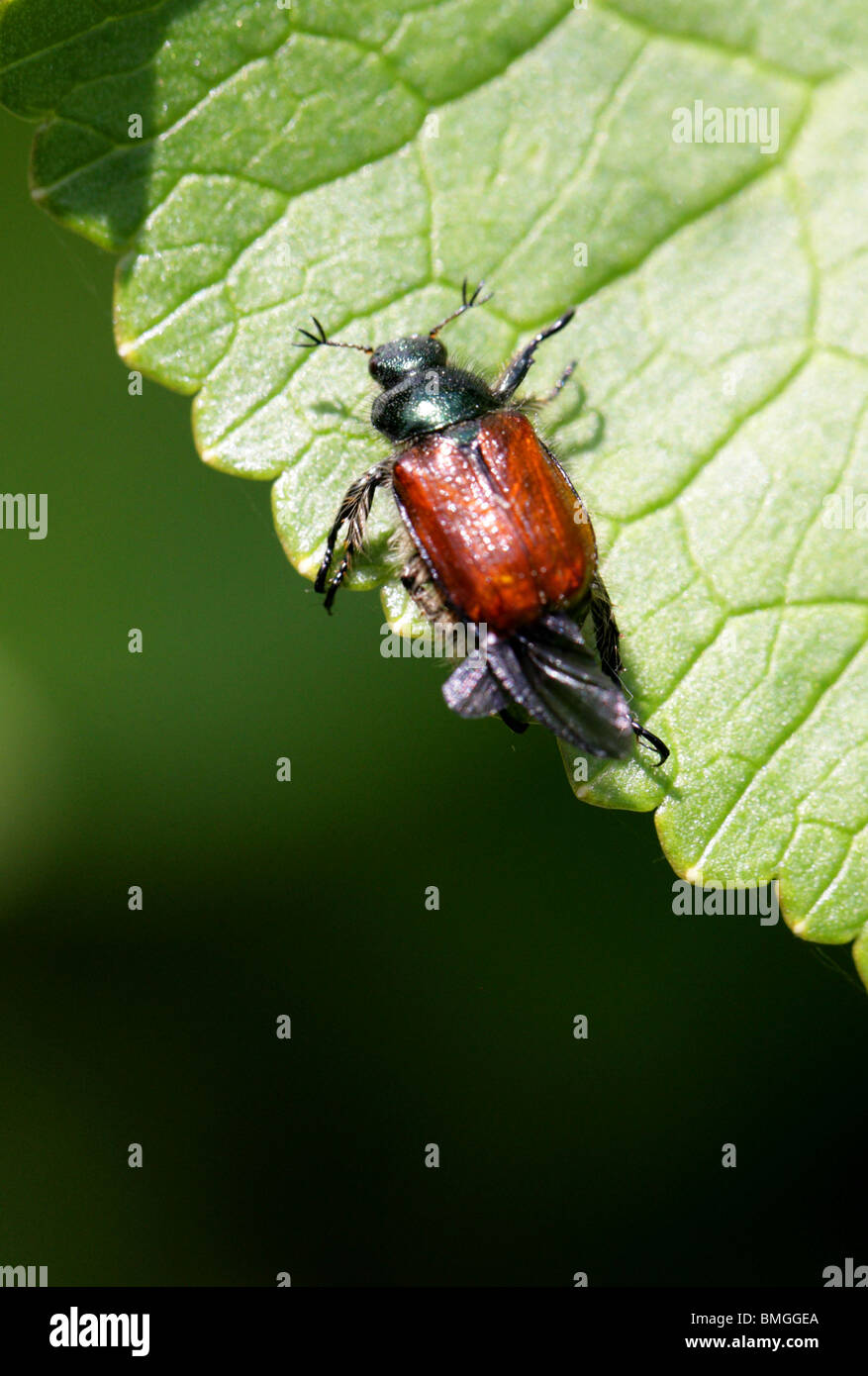 Garden Chafer Beetle, Phyllopertha horticola, Scarabaeidae, Coleoptera, UK Stock Photo