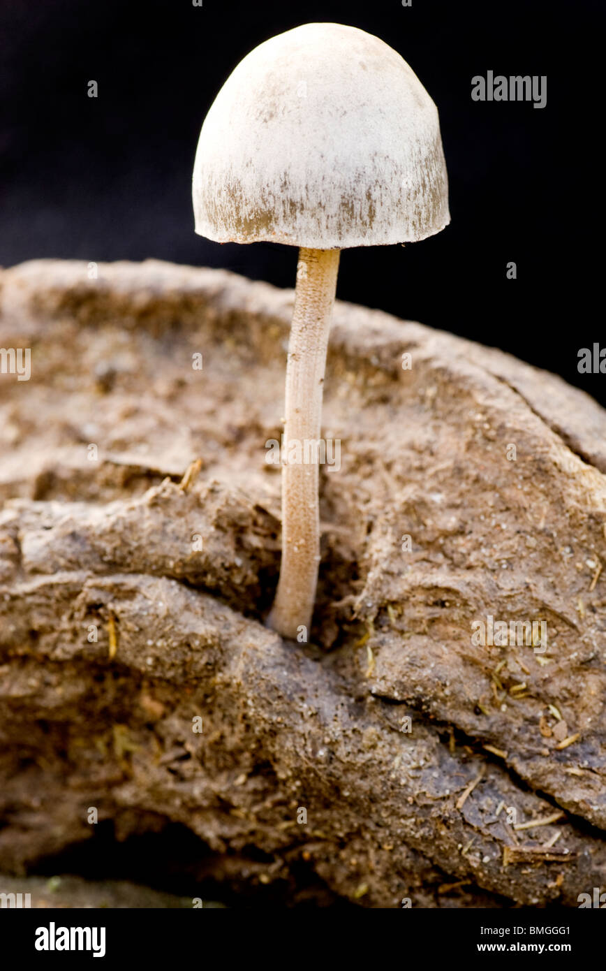 Mushroom in dung - Los Novios Ranch - near Cotulla, Texas USA Stock Photo