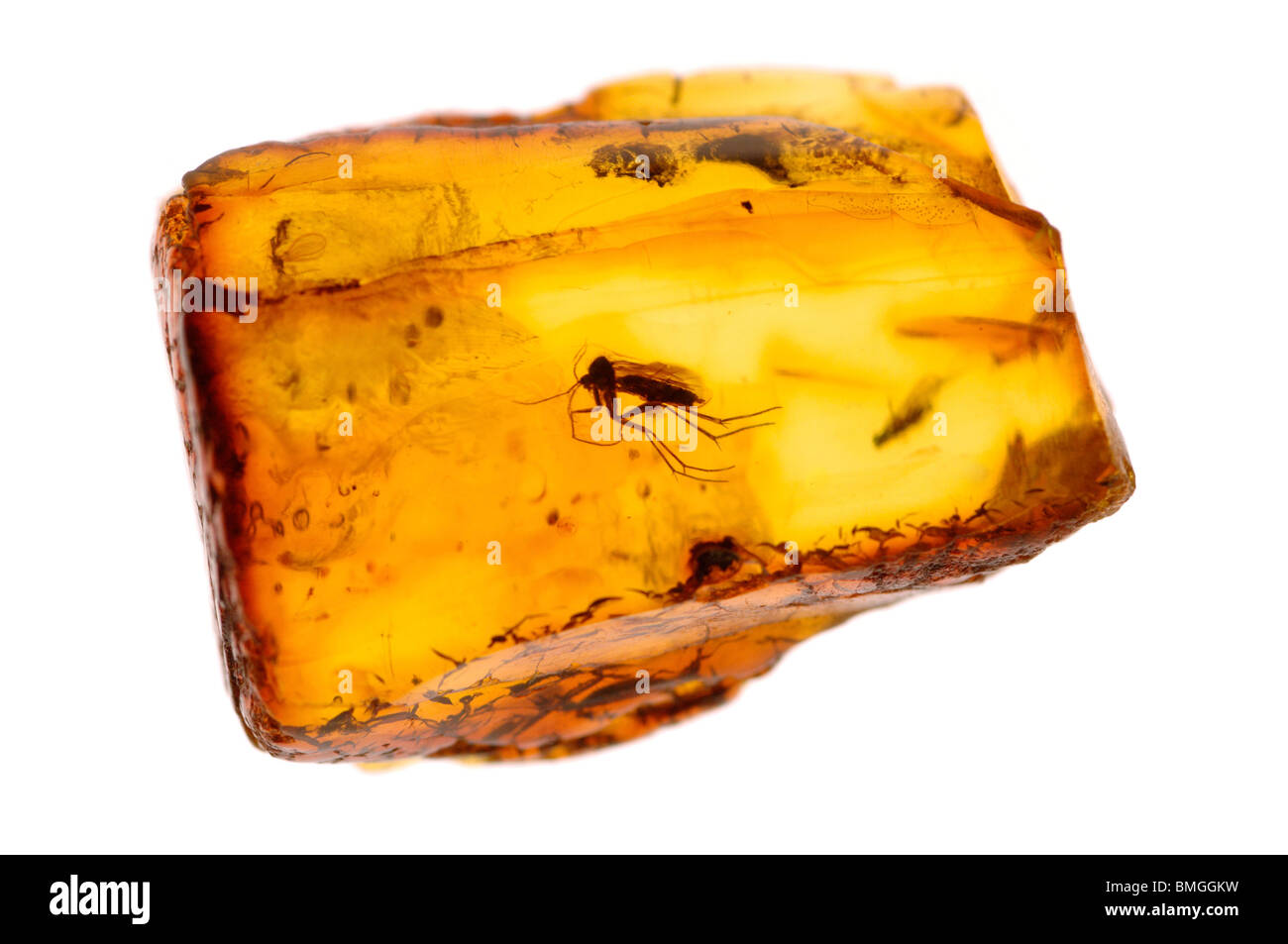 A mosquito type insect in Baltic amber -a fossilized tree resin. Stock Photo