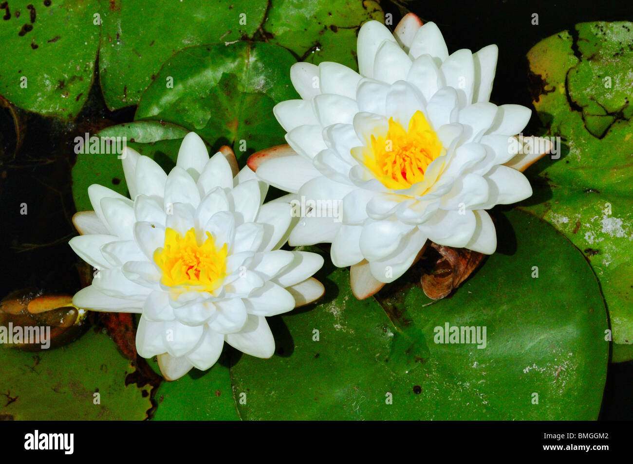 Nymphaea lotus, the Tiger Lotus, White lotus or Egyptian White Water