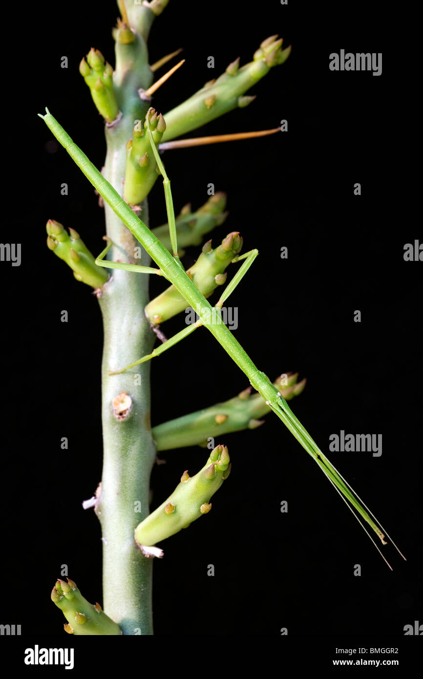 Walking stick insect - Los Novios Ranch - near Cotulla, Texas USA Stock Photo