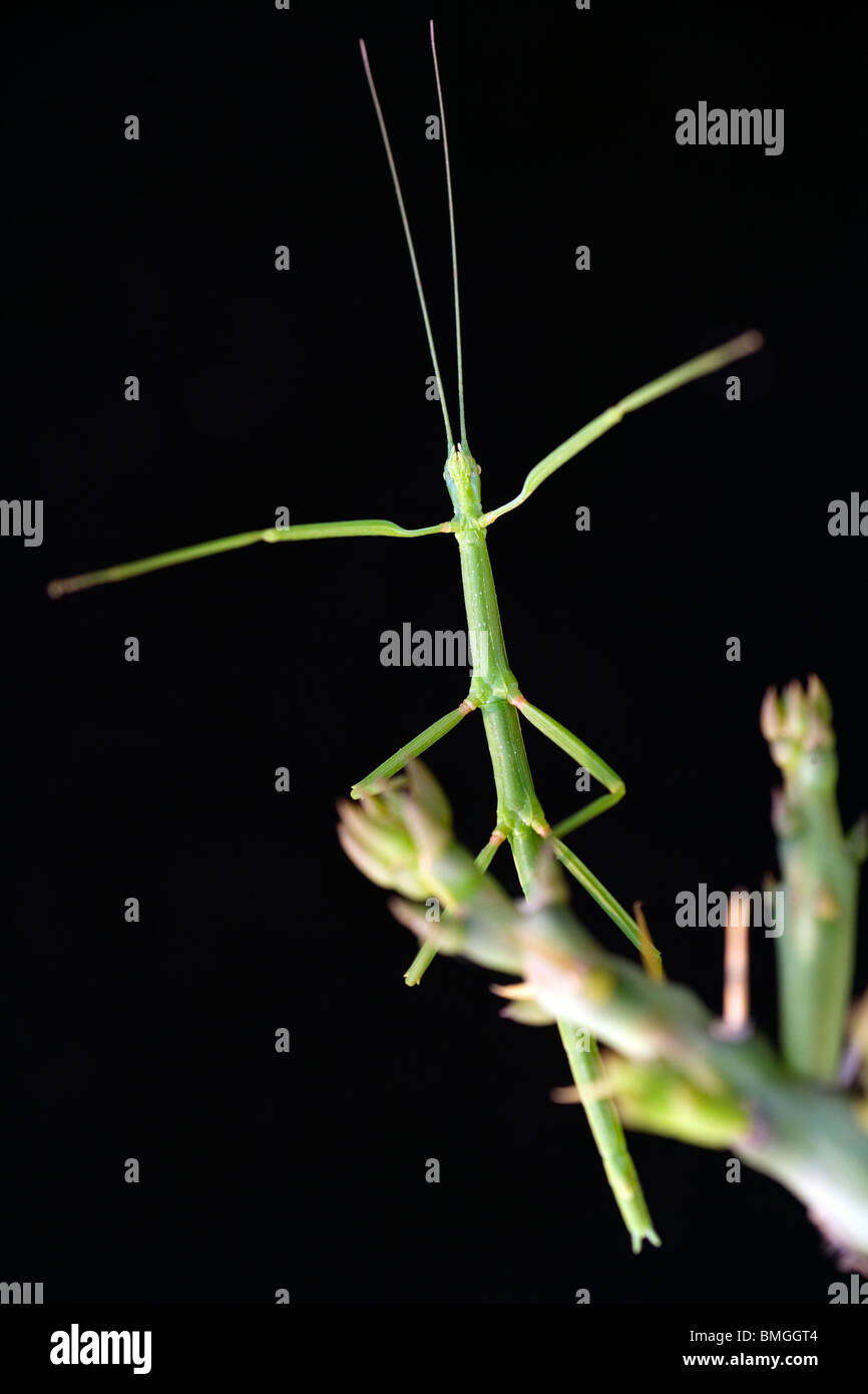 Walking stick insect Los Novios Ranch near Cotulla, Texas USA Stock