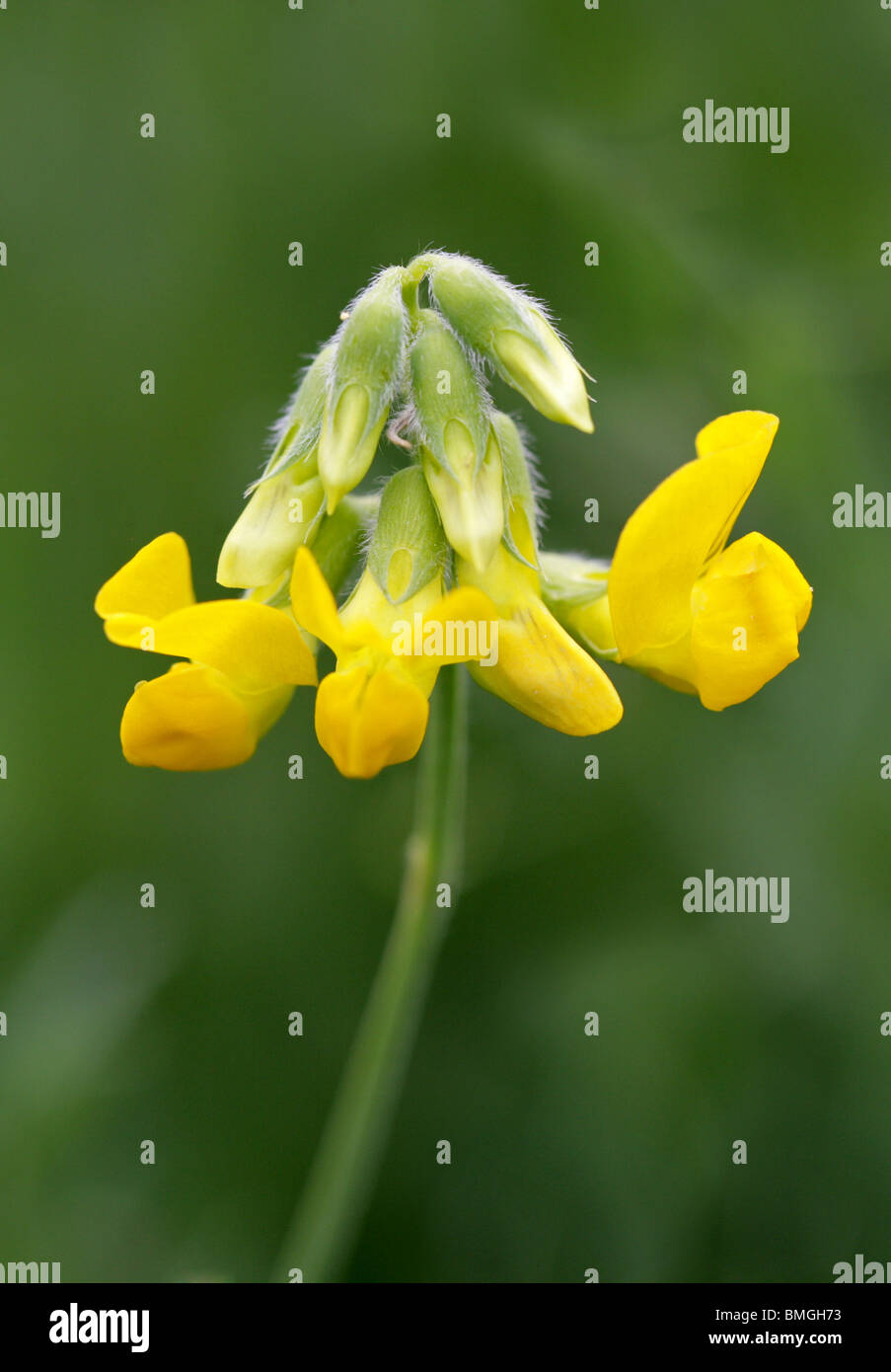 Meadow Vetchling, Lathyrus pratensis, Fabaceae Stock Photo