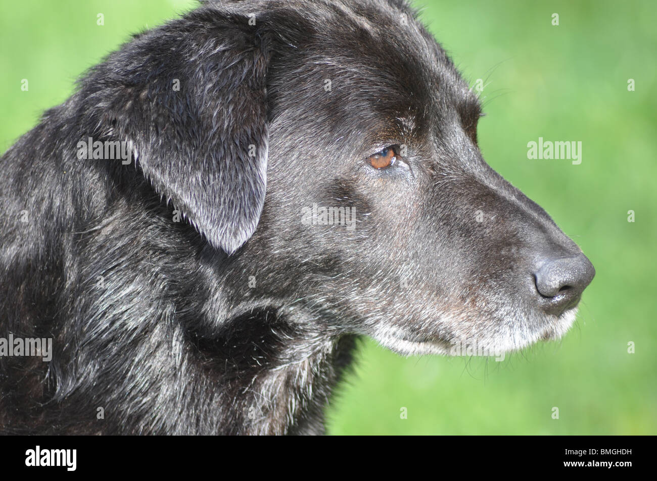 a dog's snout Stock Photo Alamy