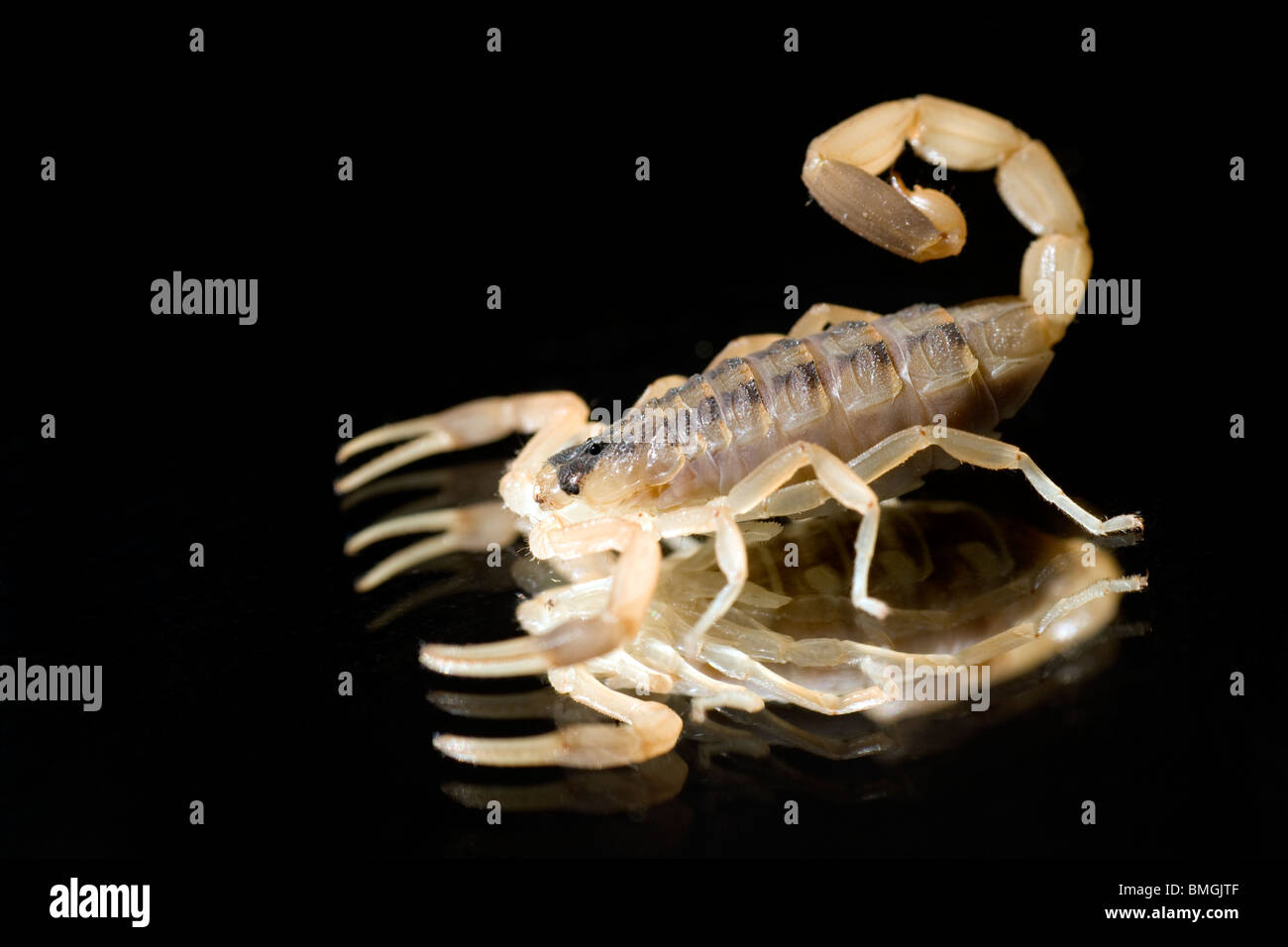 Close-up of Scorpion - Los Novios Ranch - near Cotulla, Texas USA Stock Photo