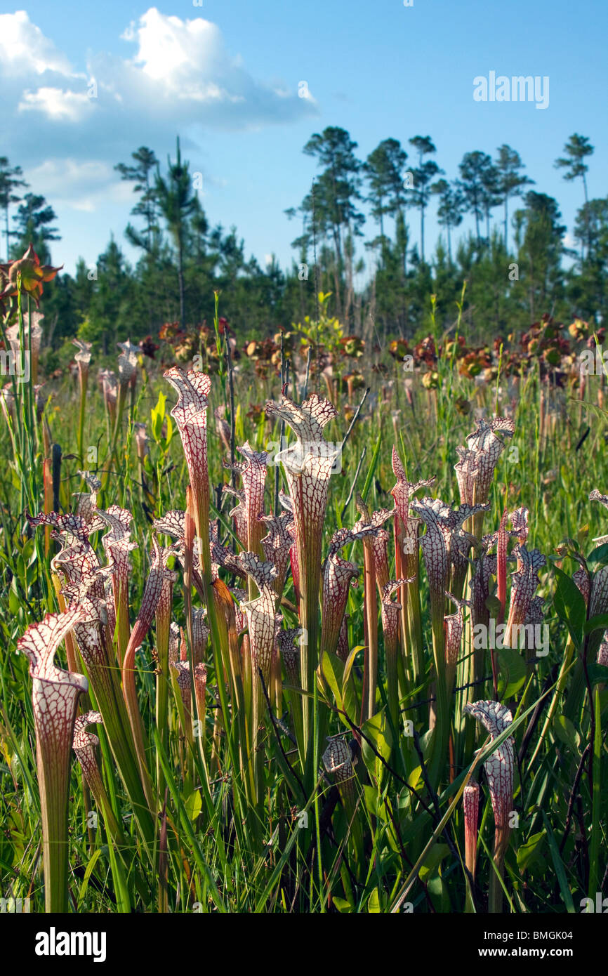 Carnivorous White-topped Pitcher Plants and old, past blooming flower heads Seepage bog Sarracenia leucophylla Alabama USA Stock Photo