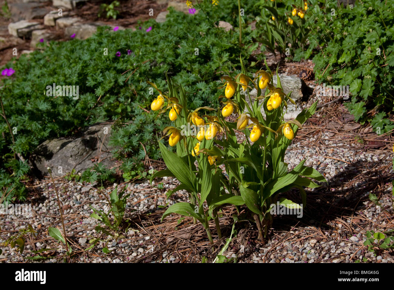 Large Yellow Lady's - Slipper Orchids Cypripedium calceolus variety pubescens in garden setting Eastern USA Stock Photo