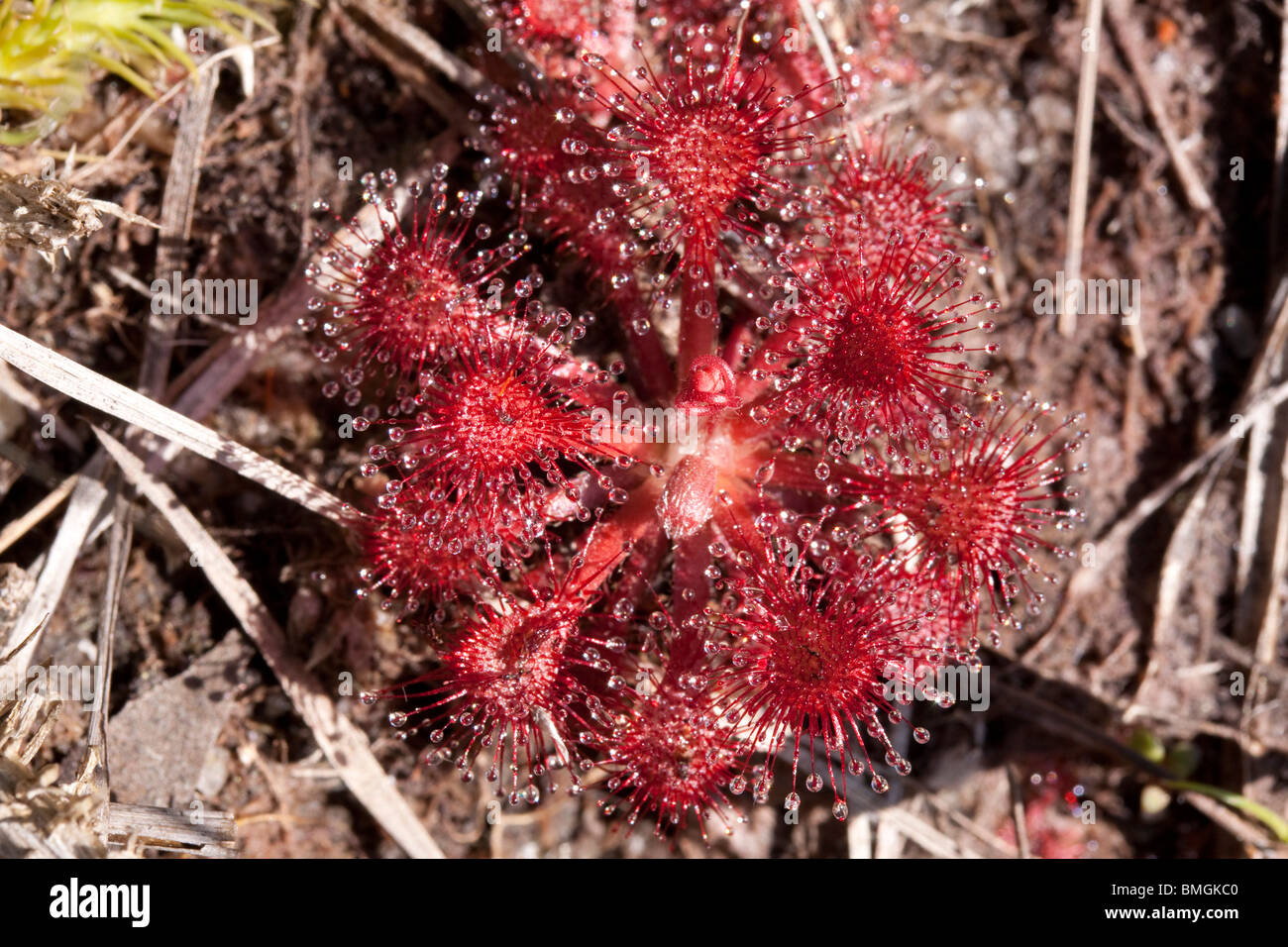 Pink Sundew (Drosera capillaris), Gulf Coastal plain, Florida, USA, by Dembinsky Photo Assoc Stock Photo