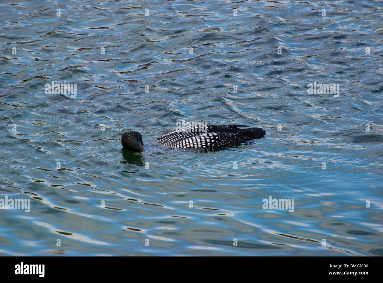 Great Northern Diver (Gavia immer) surfacing Stock Photo