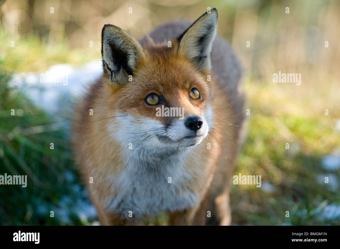 Red Fox in English Winter Stock Photo, Royalty Free Image: 29870449 - Alamy