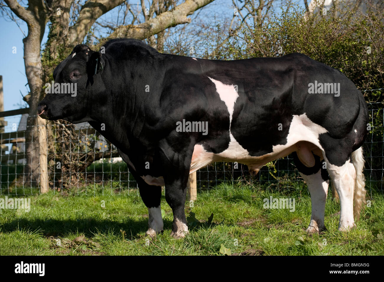 belgian blue cattle muscle