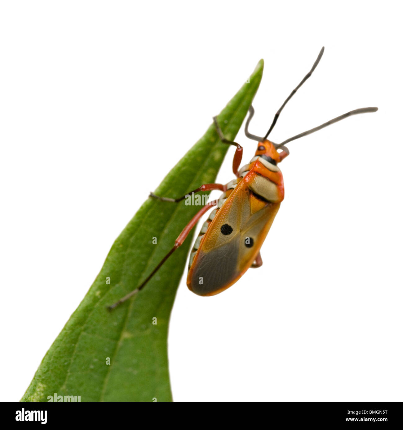 Bug on Gaoligongshan, Yunnan, China Stock Photo