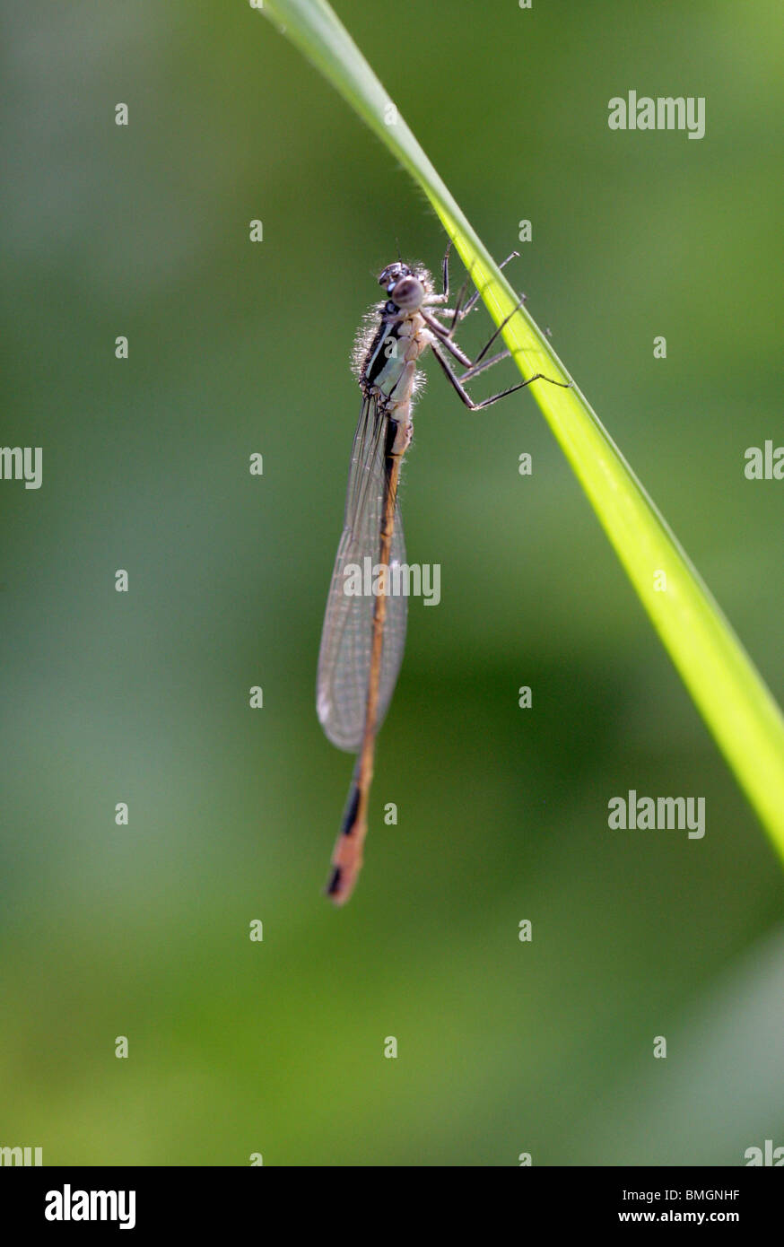 White legged damselfly hi-res stock photography and images - Alamy
