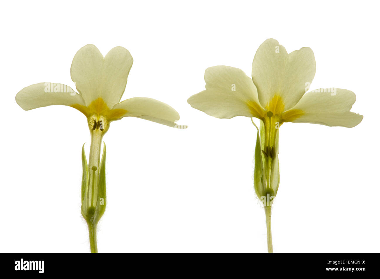 L S of pin & thrum eyed primroses, Primula vulgaris Stock Photo