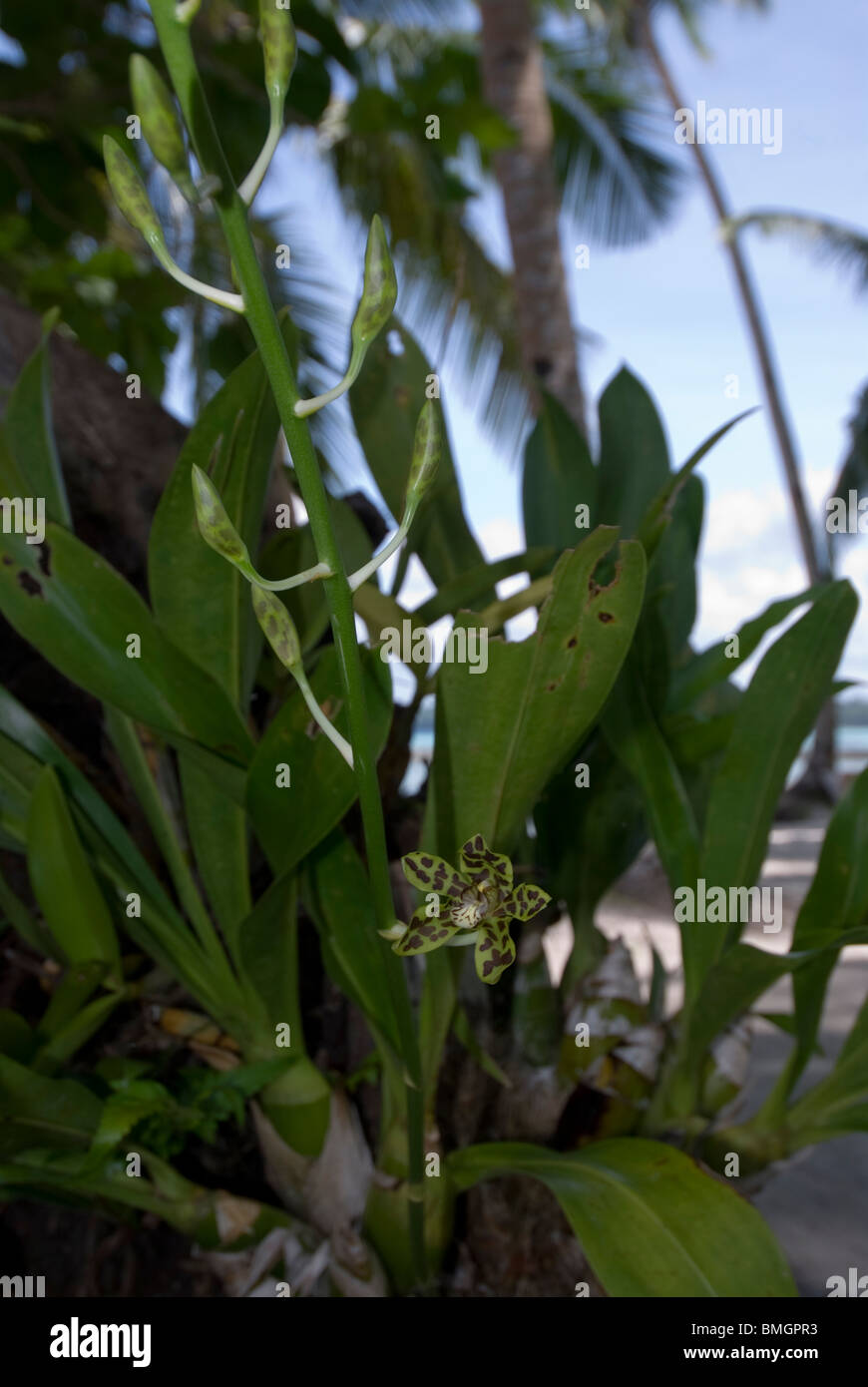 Orchid, Coelogyne sp. growing near beach on Kai Kecil, Maluku Islands, Indonesia Stock Photo