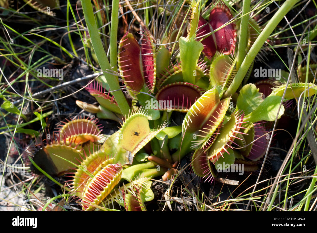 Venus Flytrap Dionaea muscipula with open & closed traps Southeastern USA Stock Photo