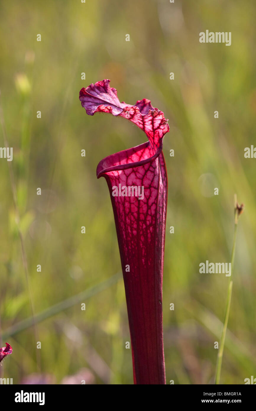 White-topped Pitcher Plant Red form with hybrid influence from other nearby species Sarracenia leucophylla Alabama  USA Stock Photo
