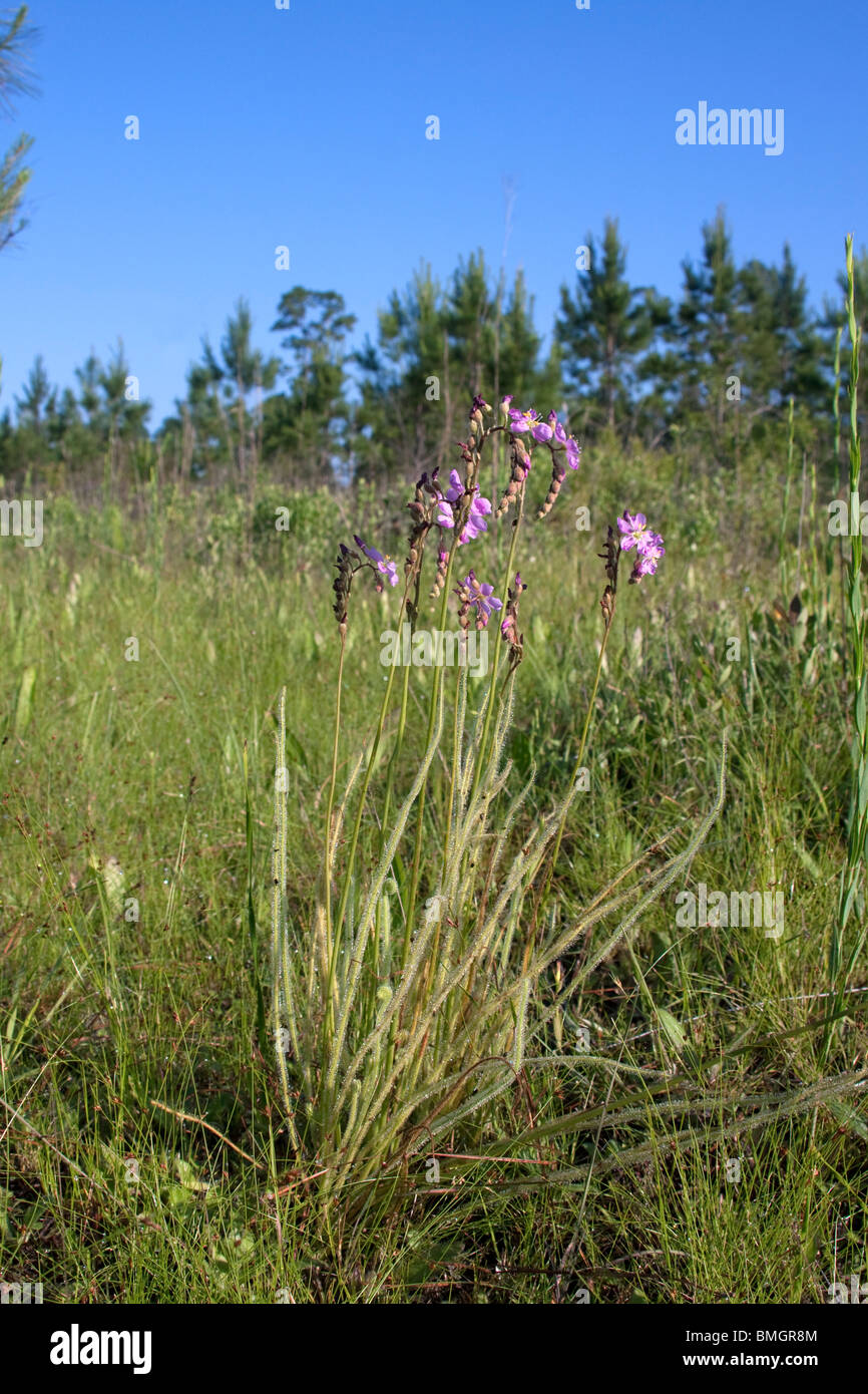 Thread-leaved Sundews Drosera filiformis var tracyi Alabama USA Stock Photo