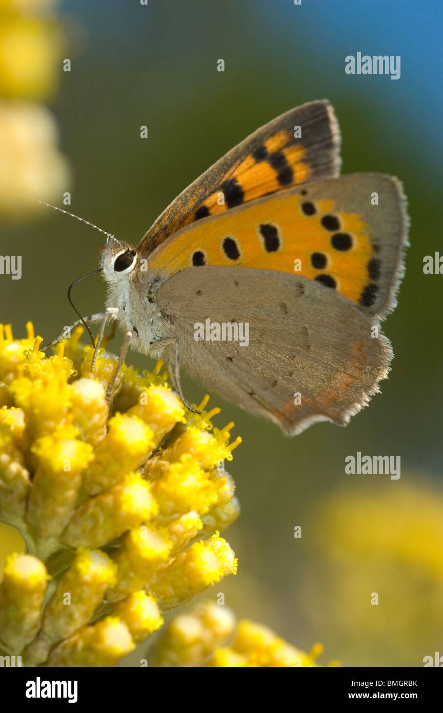 Small copper (Lycaena phlaeas) on Curry plant flowers (Helichrysum italicum) Stock Photo