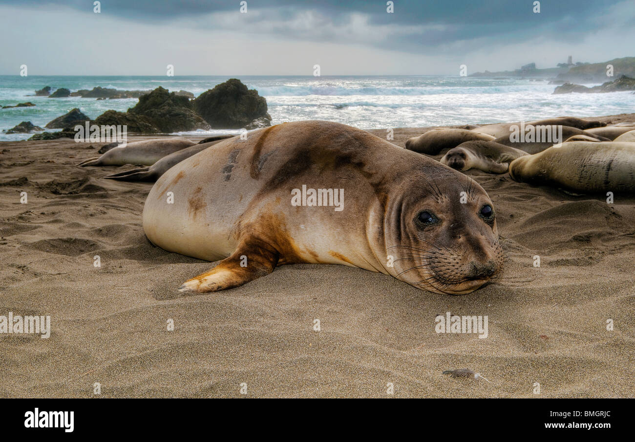 Northern Elephant Seal,  mirounga angustirostris Stock Photo