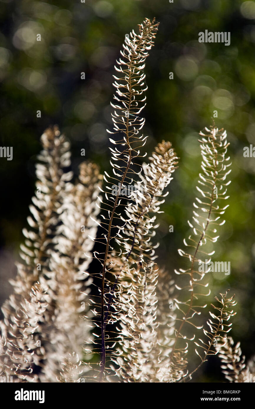 Translucent Grasses - Los Novios Ranch - near Cotulla, Texas USA Stock Photo