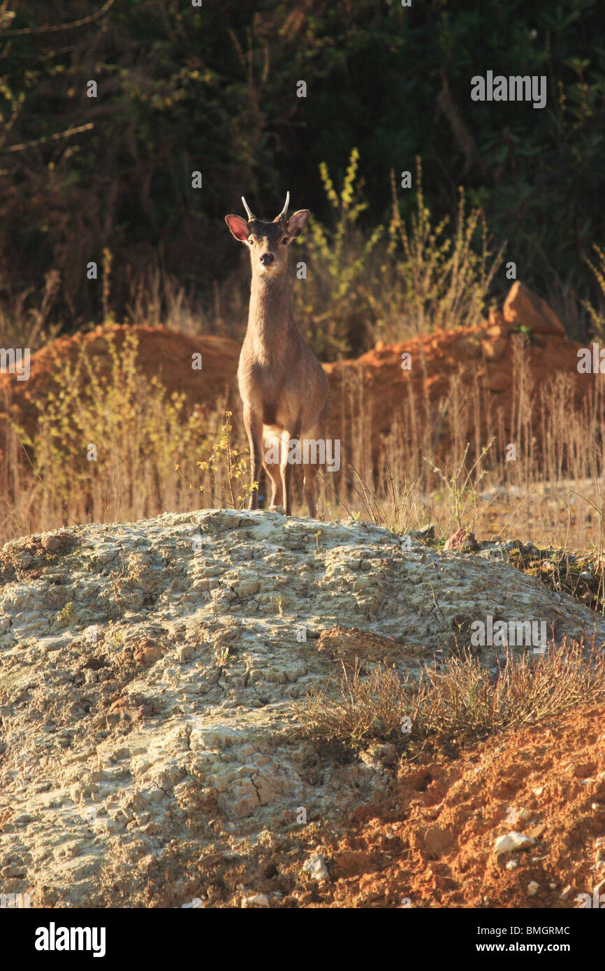 Sika Deer Pricket (Cervus nippon). Stock Photo