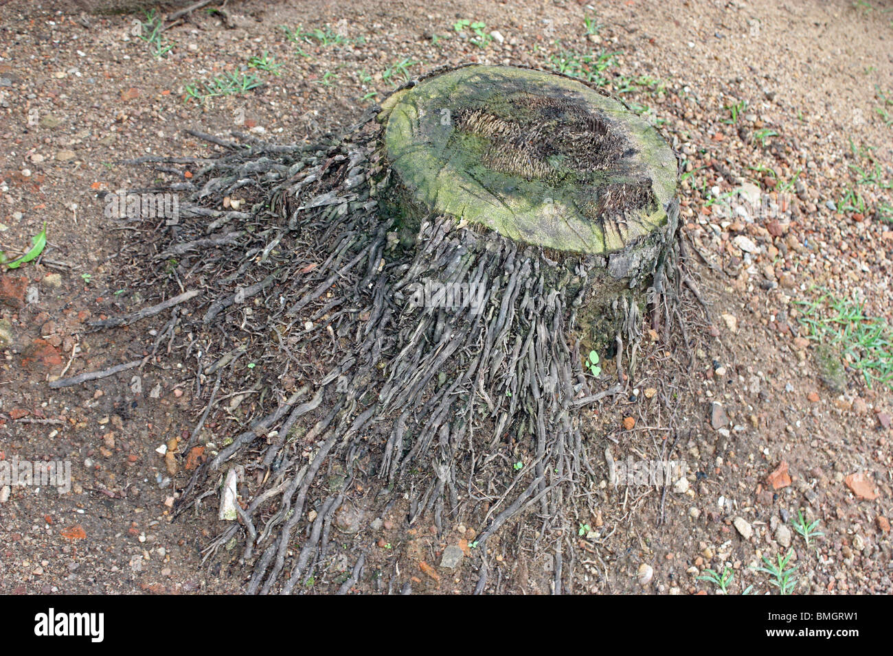 Tree rings hi-res stock photography and images - Alamy