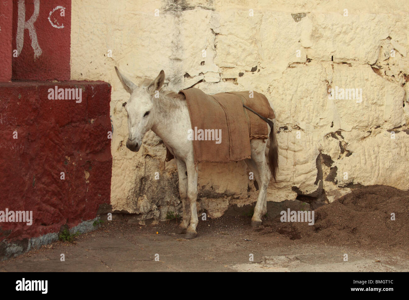 Pack donkey at the Pavarti Temple, Pune Stock Photo