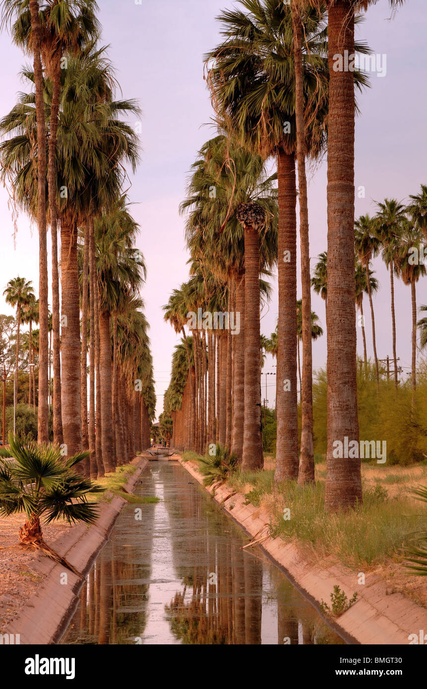 Arizona Desert Trees Stock Photos & Arizona Desert Trees Stock Images