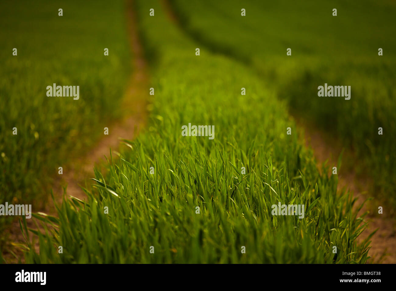 Grass growing in track hi-res stock photography and images - Alamy