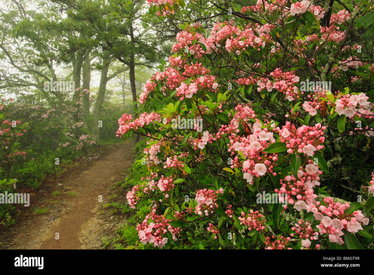 Shenandoah national park flowers hires stock photography and images