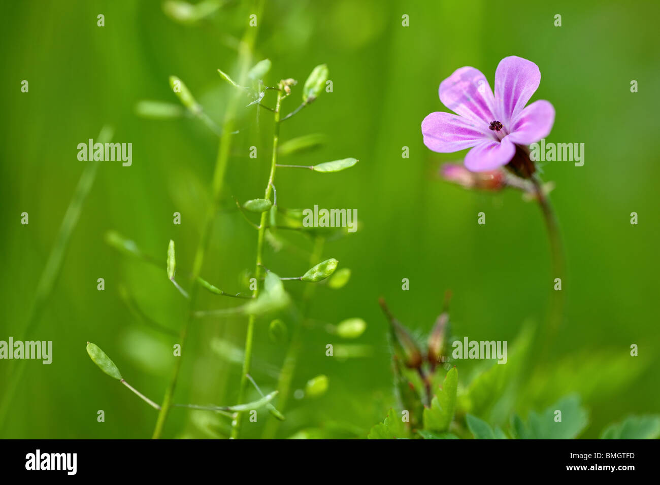 macro of wild geranium sanguineum flower in meadow Stock Photo