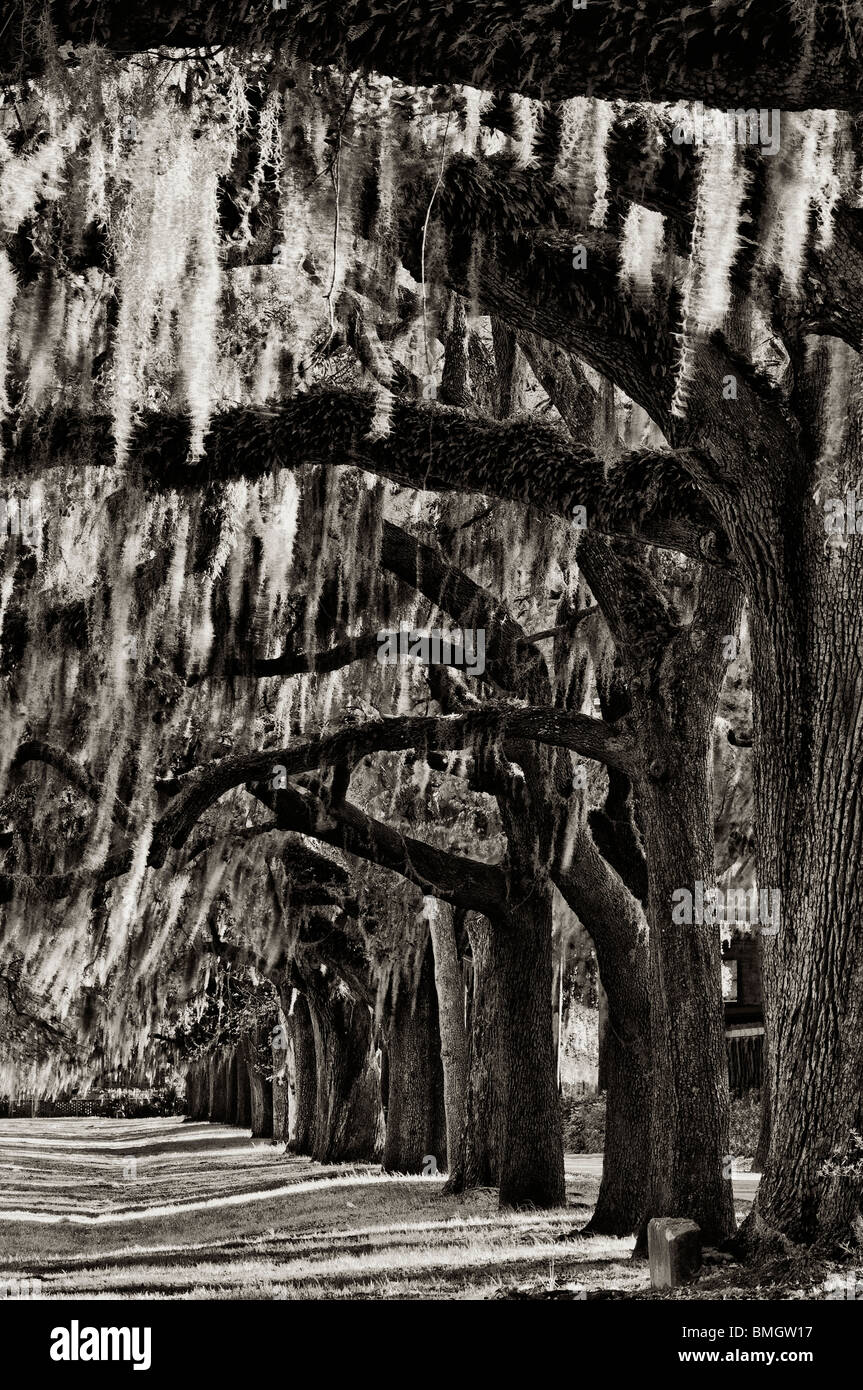 Trees and Spanish Moss Lining Forsyth Park in Savannah, Georgia Stock Photo