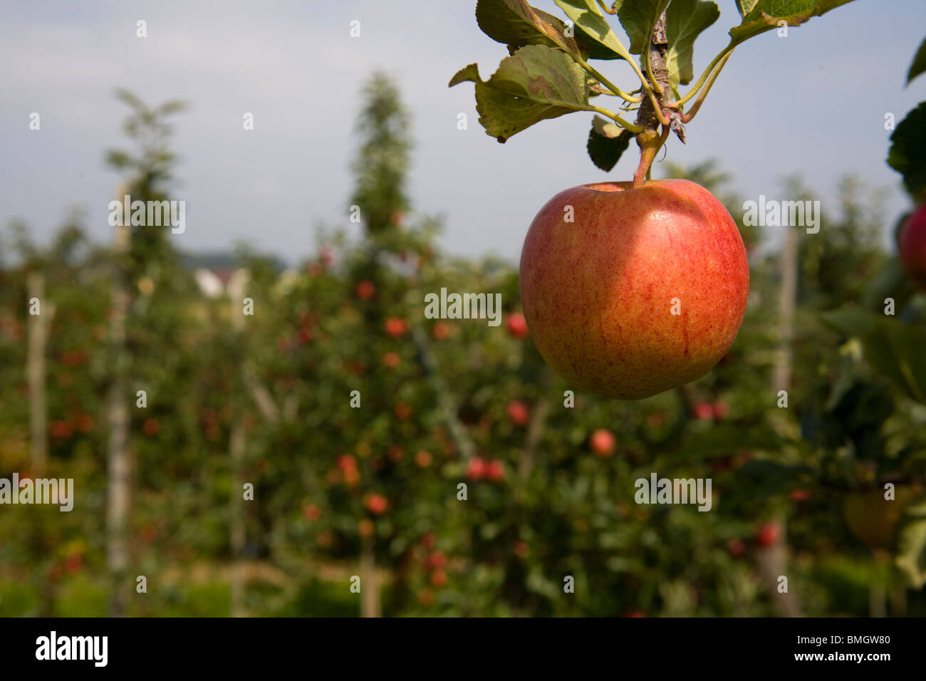 Apple hanging from a tree branch Stock Photo Alamy