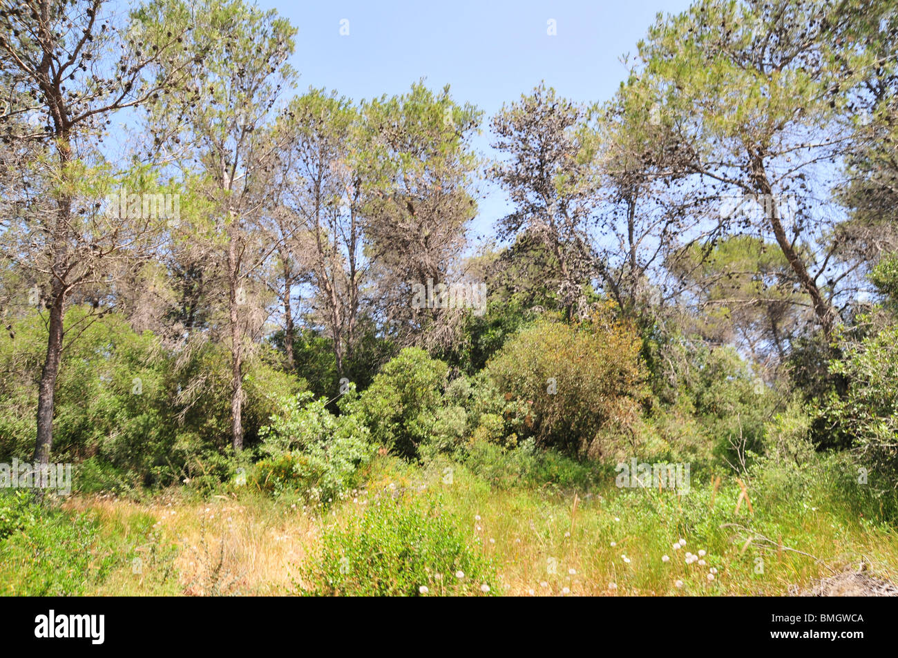 Israel, Carmel Mountain forest Stock Photo Alamy