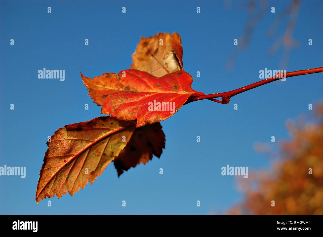 Leaves against bright blue sky hi-res stock photography and images - Alamy