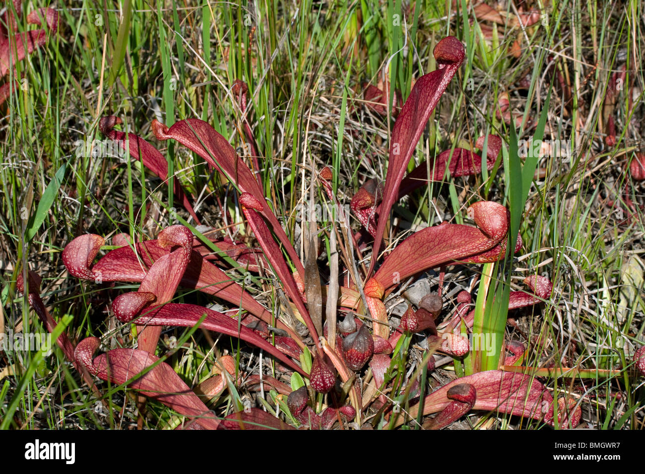 Carnivorous Parrot Pitcher Plant Sarracenia psittacina Southeastern USA