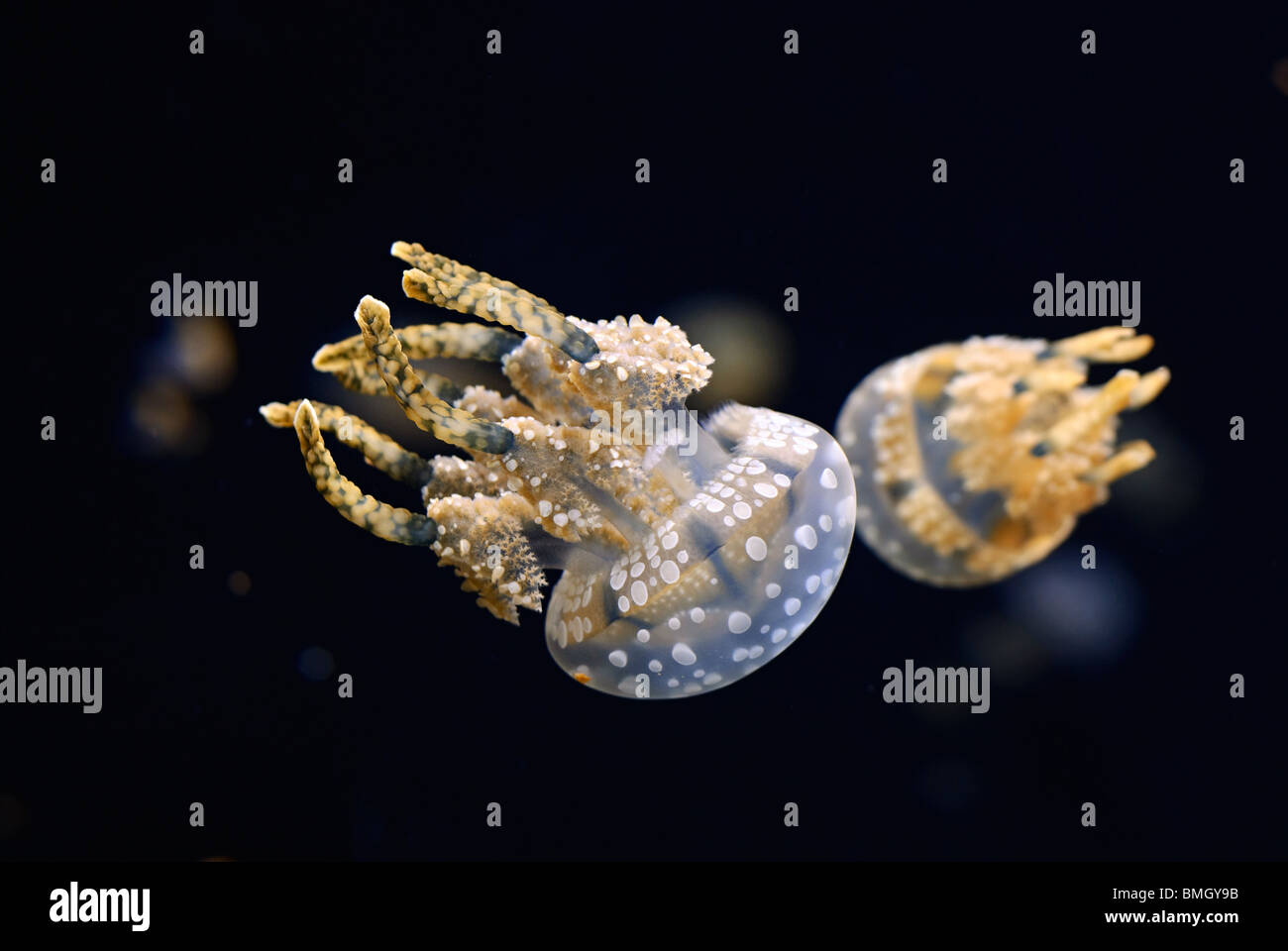 The Spotted Jelly or Lagoon Jelly (Mastigias papua) is a species of jellyfish that lives mainly in the southern Pacific Ocean. Stock Photo