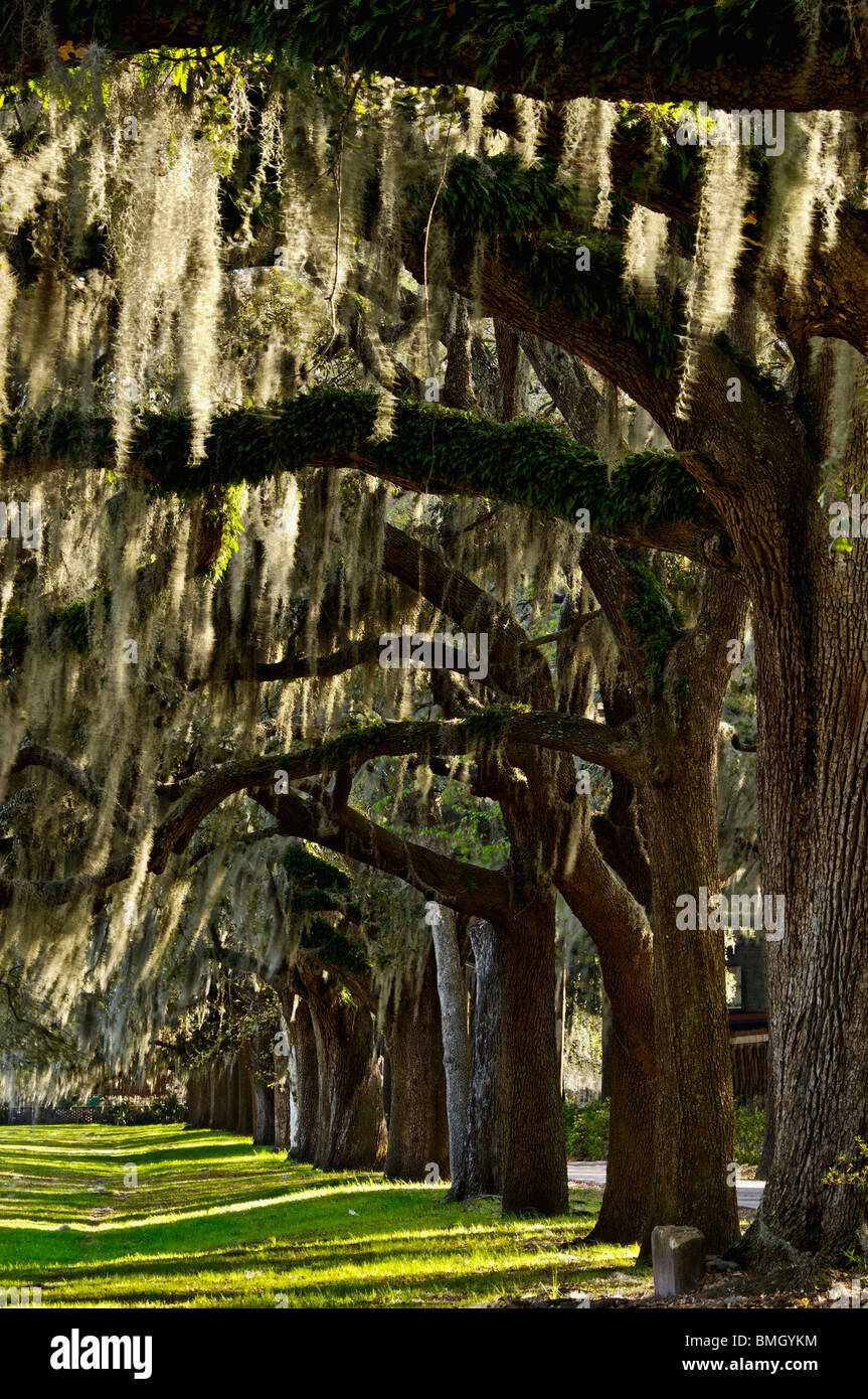 Spanish moss hires stock photography and images Alamy