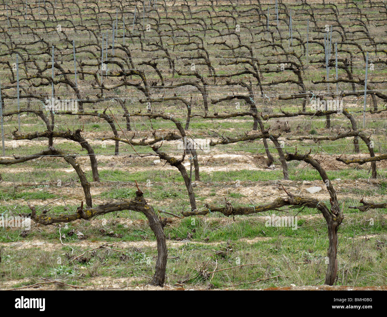 Viñedos en Navarra. España. CAMINO DE SANTIAGO. Vineyards in Navarre. Spain. WAY OF ST JAMES. Stock Photo